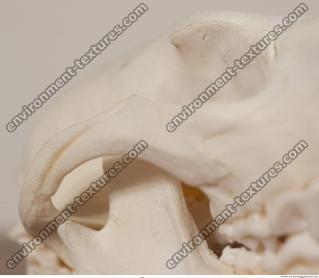 photo reference of skull 0023